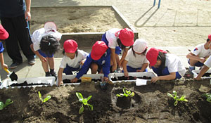 チューリップを植える那賀町立相生小学校の児童達の画像