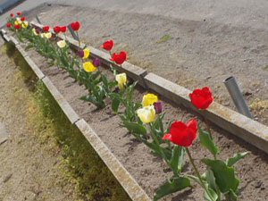 三種町立八竜中学校で咲いたチューリップの画像