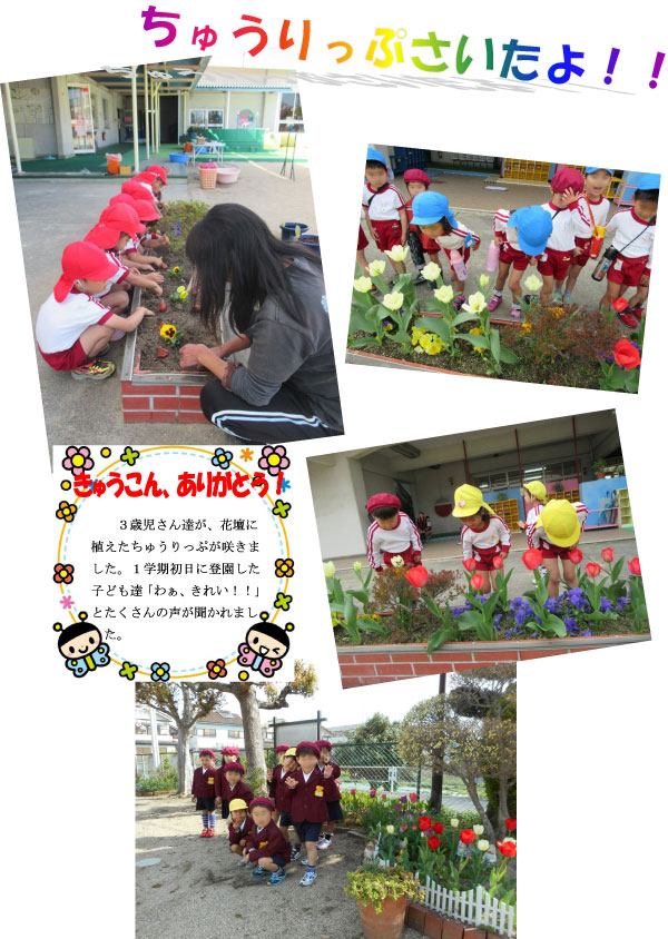 斑鳩町立斑鳩幼稚園で咲いたチューリップと、喜ぶ園児達の画像