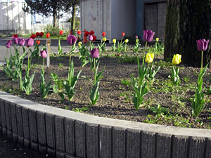 日高市立高麗川小学校で咲いたチューリップの画像