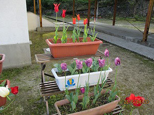 宇和島市立御槙小学校で咲いたチューリップの画像