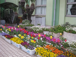 和歌山市立湊小学校で咲いたチューリップの画像