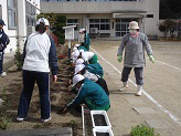 チューリップを植える田村市立瀬川小学校の児童達の画像