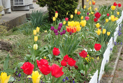 田村市立瀬川小学校で咲いたチューリップの画像