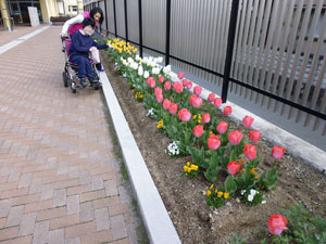 姫路市立書写養護学校で咲いたチューリップの画像