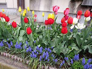 仙台市立立町小学校で咲いたチューリップの画像