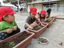 チューリップを植える松阪市立てい水幼稚園の園児達の画像