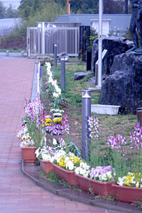 東海村立照沼小学校で咲いたチューリップの画像