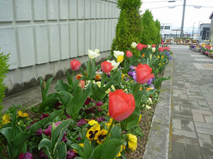 姫路市立余部小学校で咲いたチューリップの画像