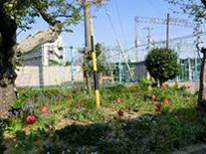 松阪市立てい水幼稚園で咲いたチューリップの画像
