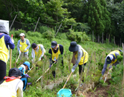 松苗畑の雑草取りをしている画像